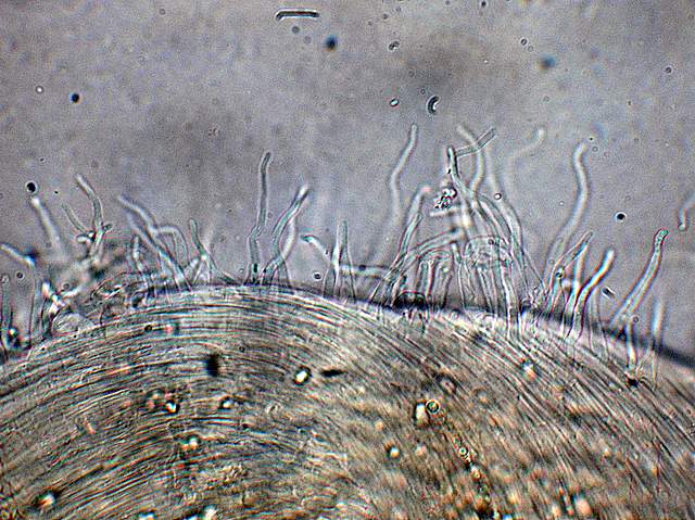 Hemimycena mauretanica    (Maire)   Singer